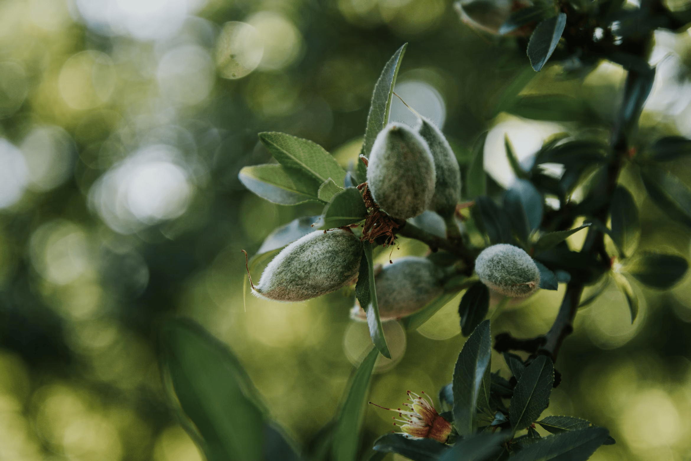 Close-up of in-shell almonds tumbled together — atmospheric tree-nut imagery.