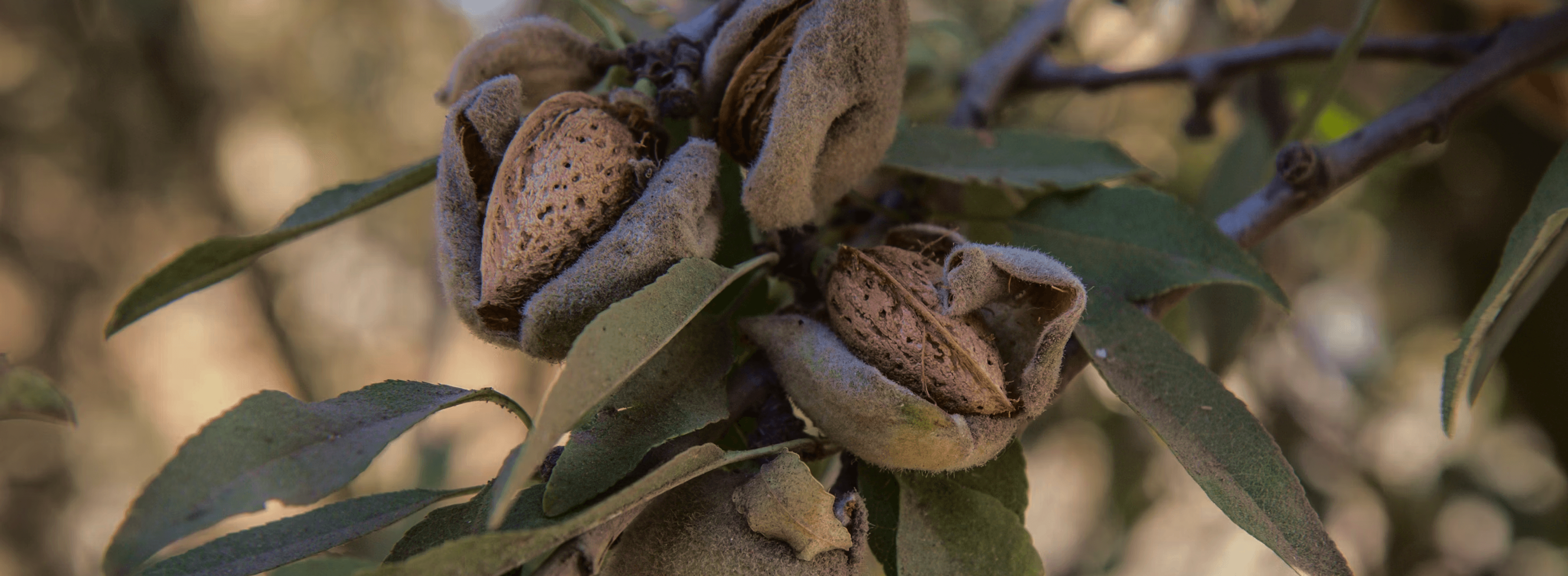 Almonds in their split shells on a branch — a warm close-up of the tree-nut market in season.