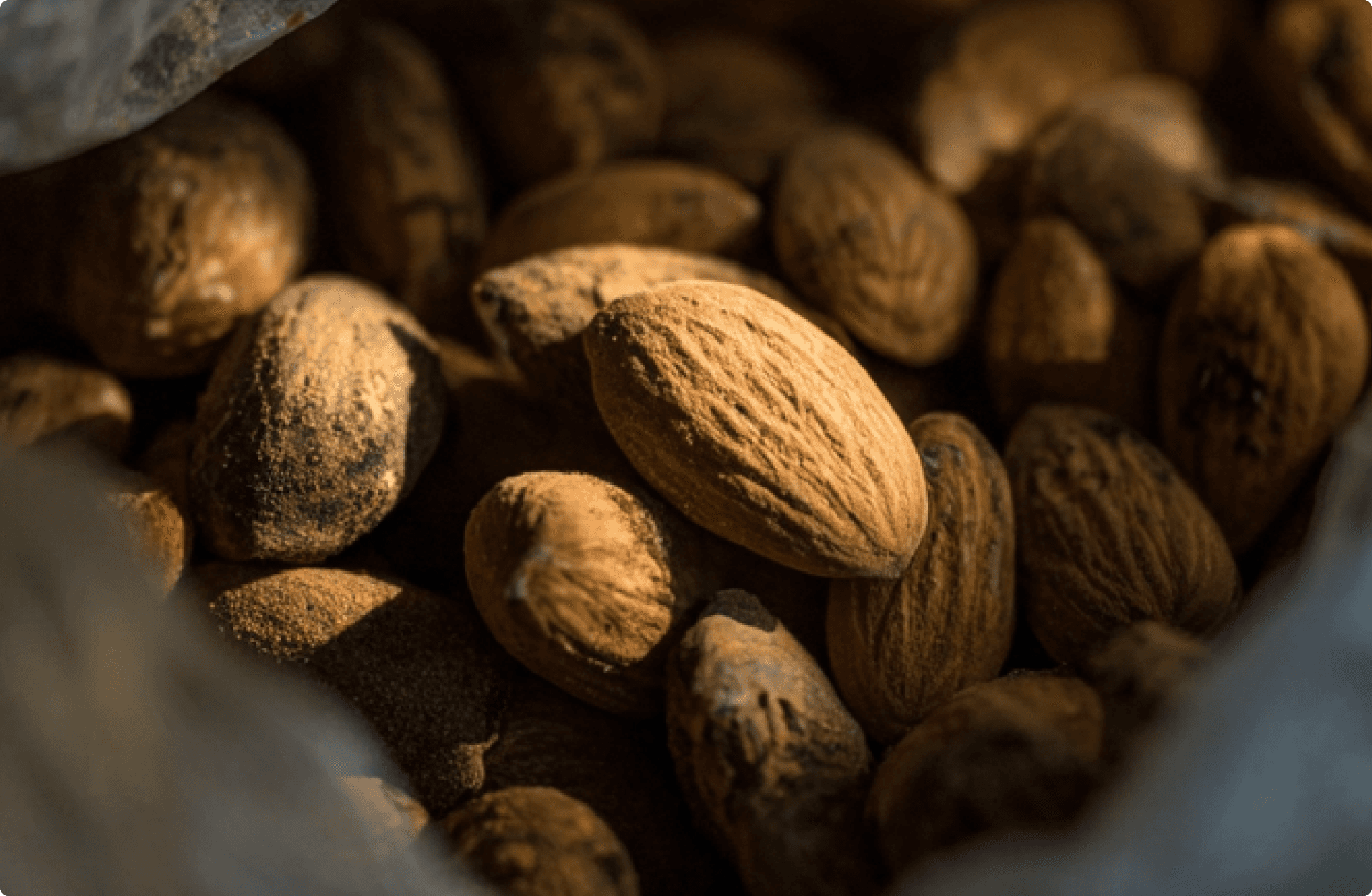 Close-up of in-shell almonds tumbled in a pile, lit warmly with golden light.